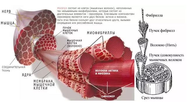 Упражнения для пресса